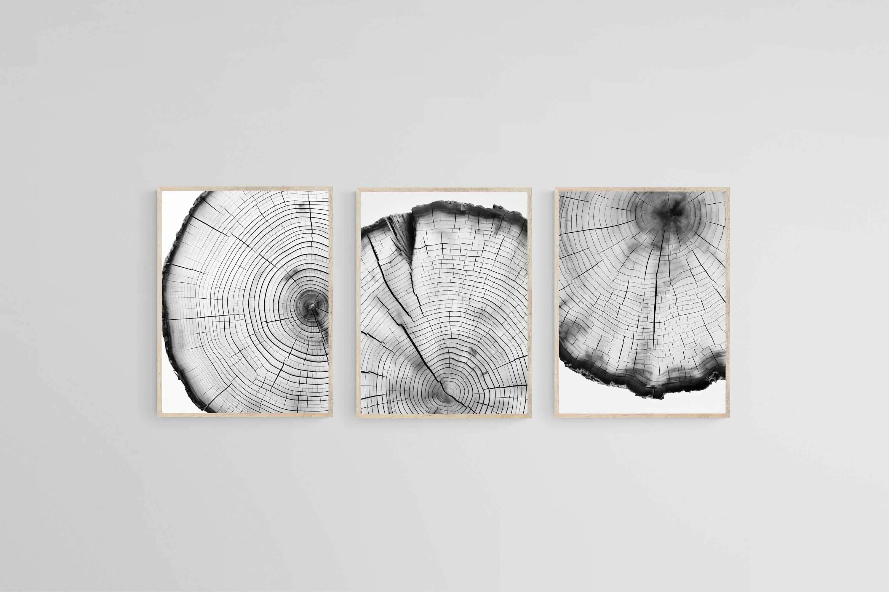 Tree Rings Set