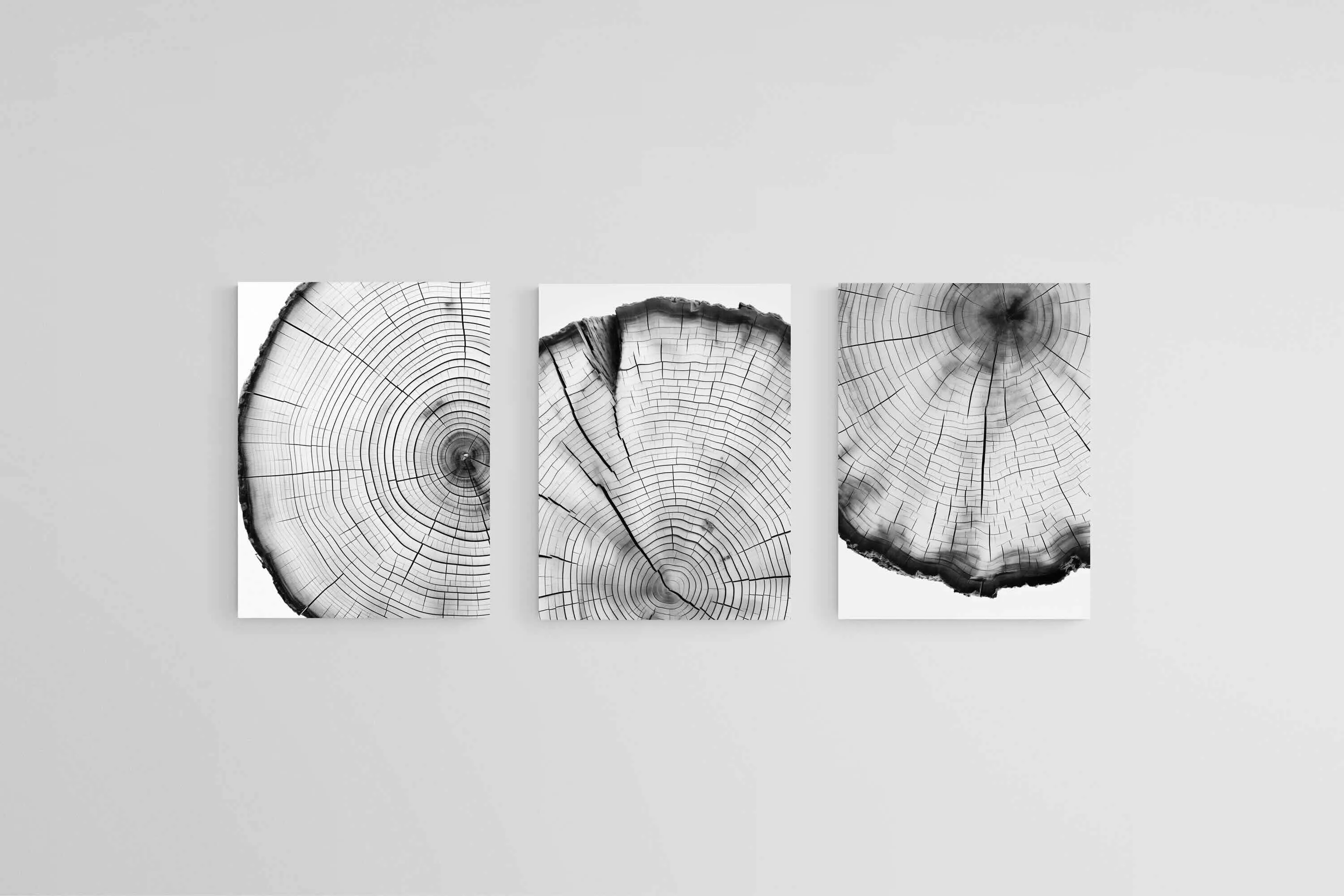 Tree Rings Set
