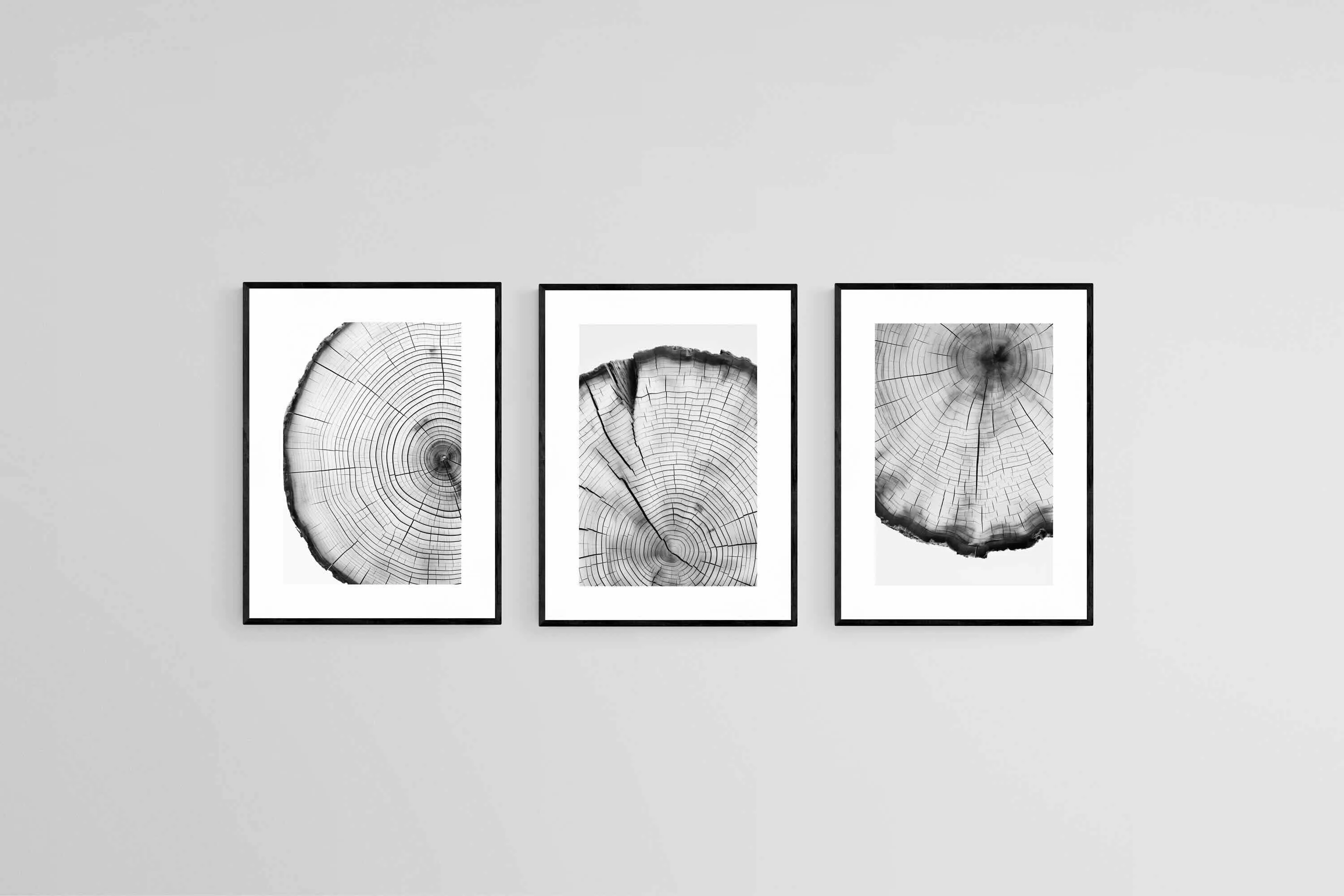 Tree Rings Set
