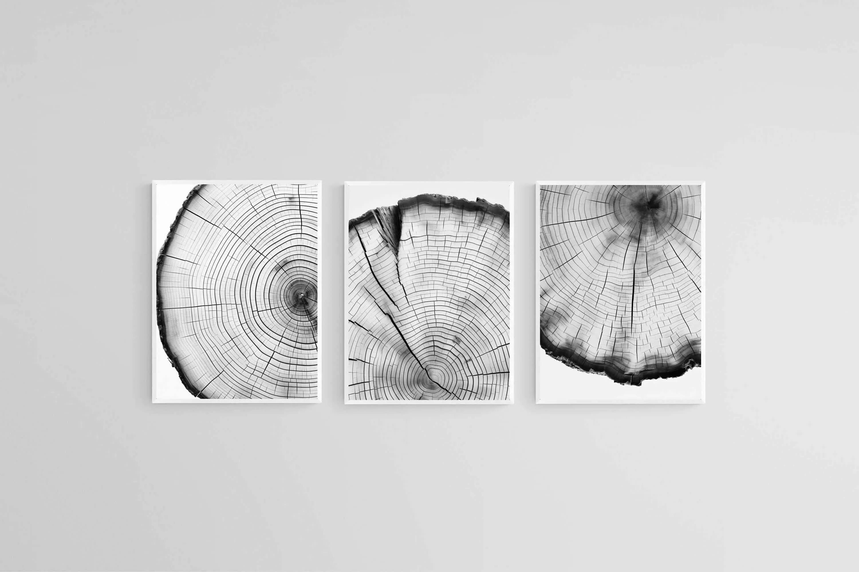 Tree Rings Set